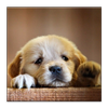 Puppy Care: Full Healthy Guide أيقونة