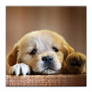 Puppy Care: Full Healthy Guide APK
