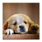 Puppy Care: Full Healthy Guide أيقونة