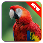 Parrot Lock Screen Wallpaper icône