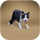 Border Collie Rescue Italia icon