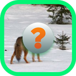 Name That Animal 2016