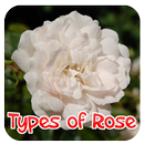 Types de roses APK