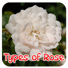 Arten von Rosen Zeichen