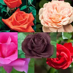 types of roses beautiful APK download