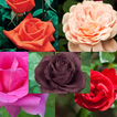 Tipo de hermosas rosas