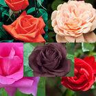 Tipo de hermosas rosas icono