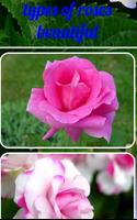 types of roses beautiful 스크린샷 1