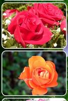 types of roses beautiful syot layar 2