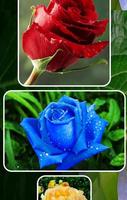 types of roses beautiful 스크린샷 3