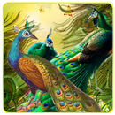 Peacock Live Wallpaper APK