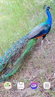 Peacock Live Wallpaper screenshot 1