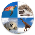 Animal Logo Quiz - Edición 2018 icono