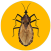 Triatoma Infestans AR APK