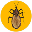 Triatoma Infestans AR