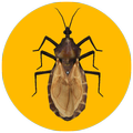 Triatoma Infestans AR