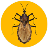 آیکون‌ Triatoma Infestans AR
