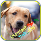 How to trian your Dog icon