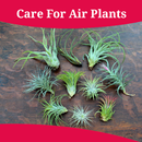 How To Care For Air Plants APK