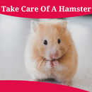 How To Take Care Of A Hamster-APK