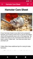How To Take Care Of A Hamster Screenshot 2
