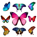 Making Butterfly Garden APK