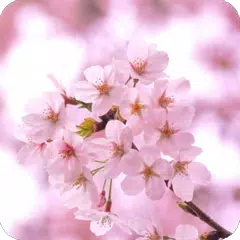 脱出ゲーム 春桜 APK 下載