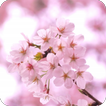 脱出ゲーム 春桜