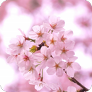 脱出ゲーム 春桜 APK