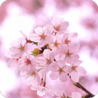 脱出ゲーム 春桜 icône