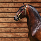 Caballo Criollo Colombiano simgesi