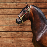 Caballo Criollo Colombiano