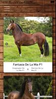 Caballo Criollo Colombiano gönderen