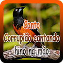 Canto Corrupião cantando hino na mão aplikacja