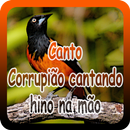 Canto Corrupião cantando hino na mão-APK