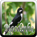 Canto Do Bigodinho Special Novo