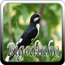 Canto Do Bigodinho Special Novo-APK