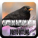 Canto do Passaro Melro Preto Offline-APK