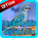 Cantos de Sanhaço Violino Macho Campeão Offline aplikacja