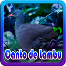 Canto de Lambu Offline aplikacja