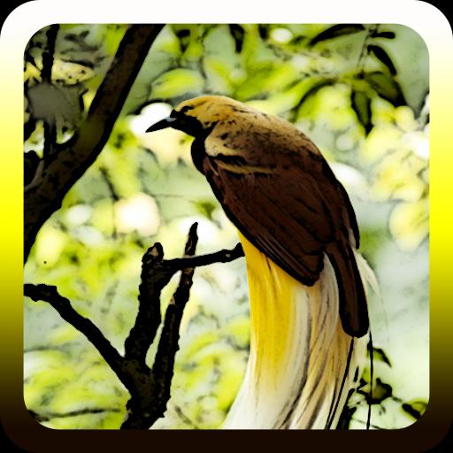 6400 Gambar Burung Cendrawasih Tanpa Warna HD Terbaik