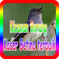 Kicauan Burung Kacer Betina terbaik