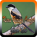 Kicau Burung Cendet Gacor New