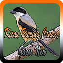 Kicau Burung Cendet Gacor New aplikacja