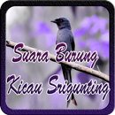 Suara Burung Kicau Srigunting Offline-APK