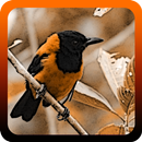 Suara Burung Pitohui Offline-APK