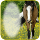 Horse Photo frames آئیکن