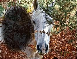 Horse Photo frames 海報