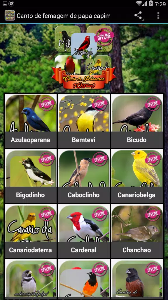 Download do APK de Canto De Papa-Capim Fêmea 2020 para Android