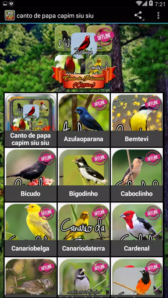 Canto De Papa-Capim – Apps no Google Play